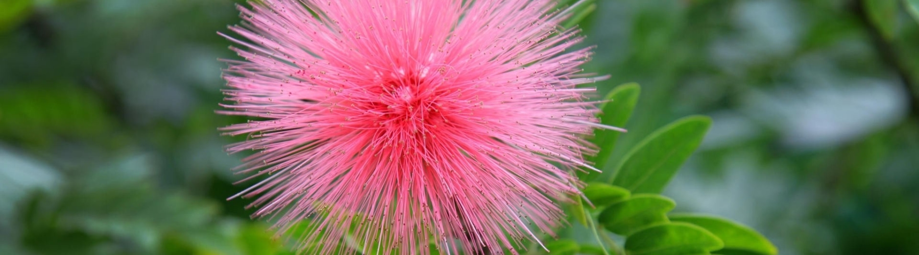 hawaii_blossom_pink_flowers_calliandra_1920x1080_wallpaper_www_miscellaneoushi_com_37.jpg