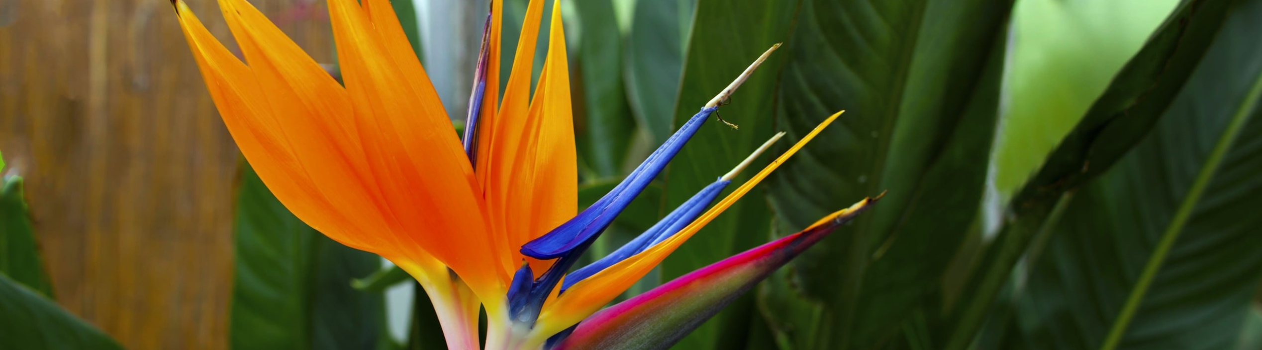 bird_of_paradise.jpg